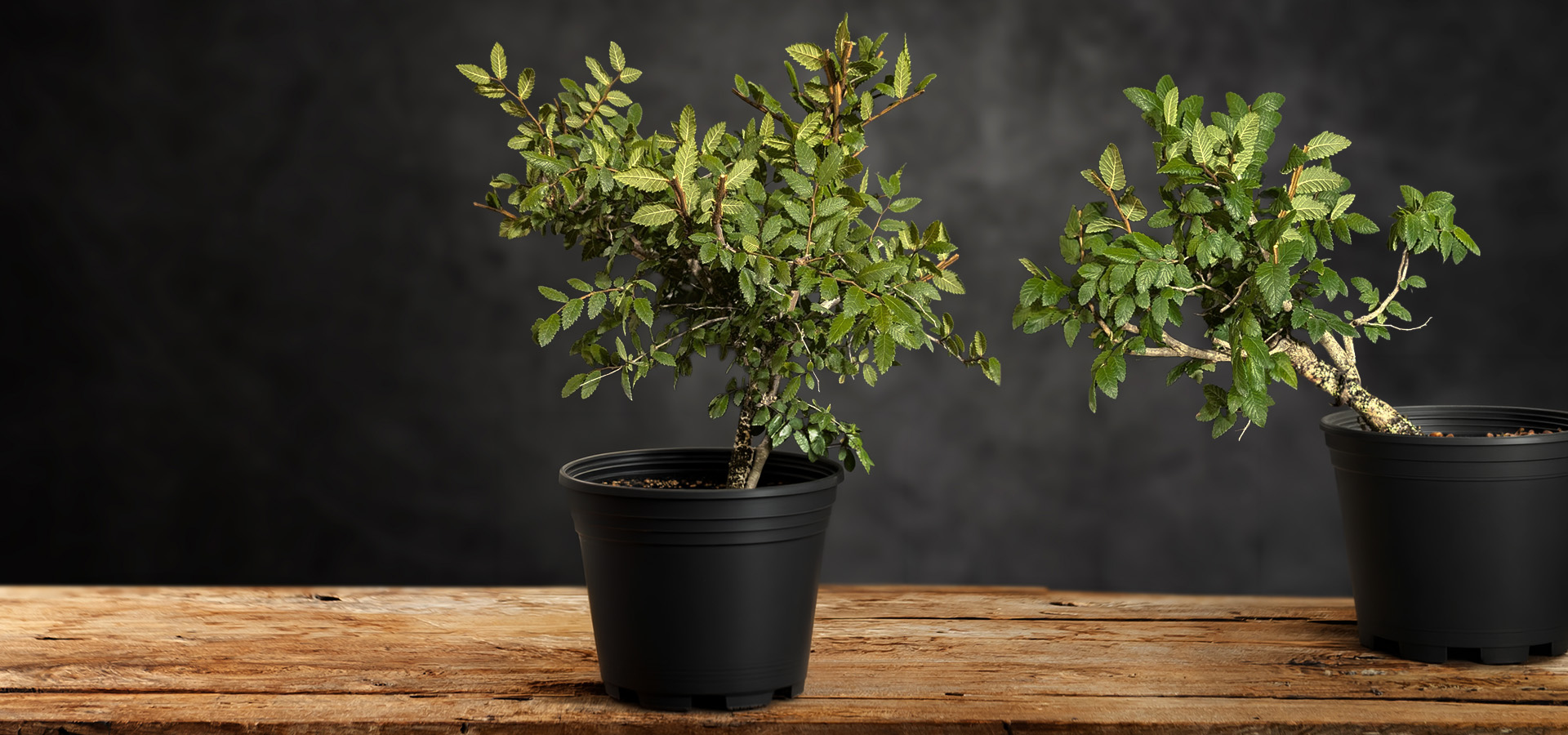 Photograph of two elm trees bonsai trees