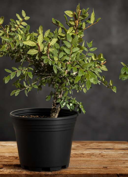 Two cedar elm bonsai trees