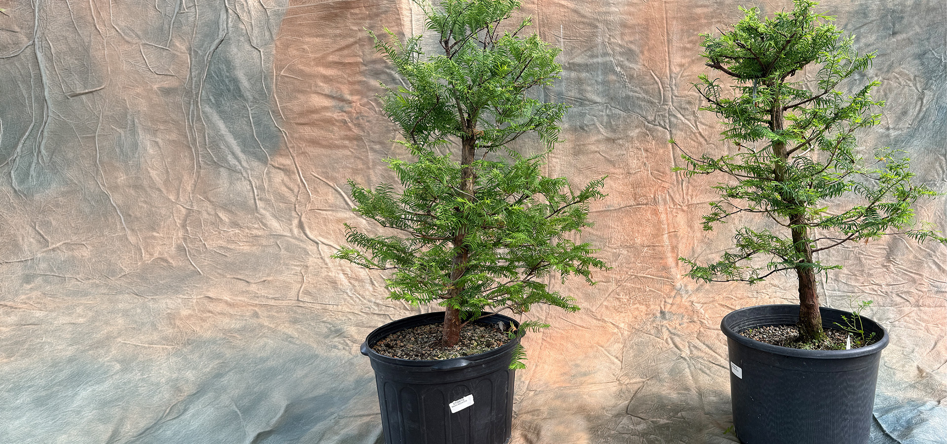Photograph of two dawn redwood bonsai trees