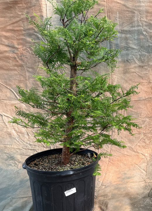Two dawn redwood bonsai trees