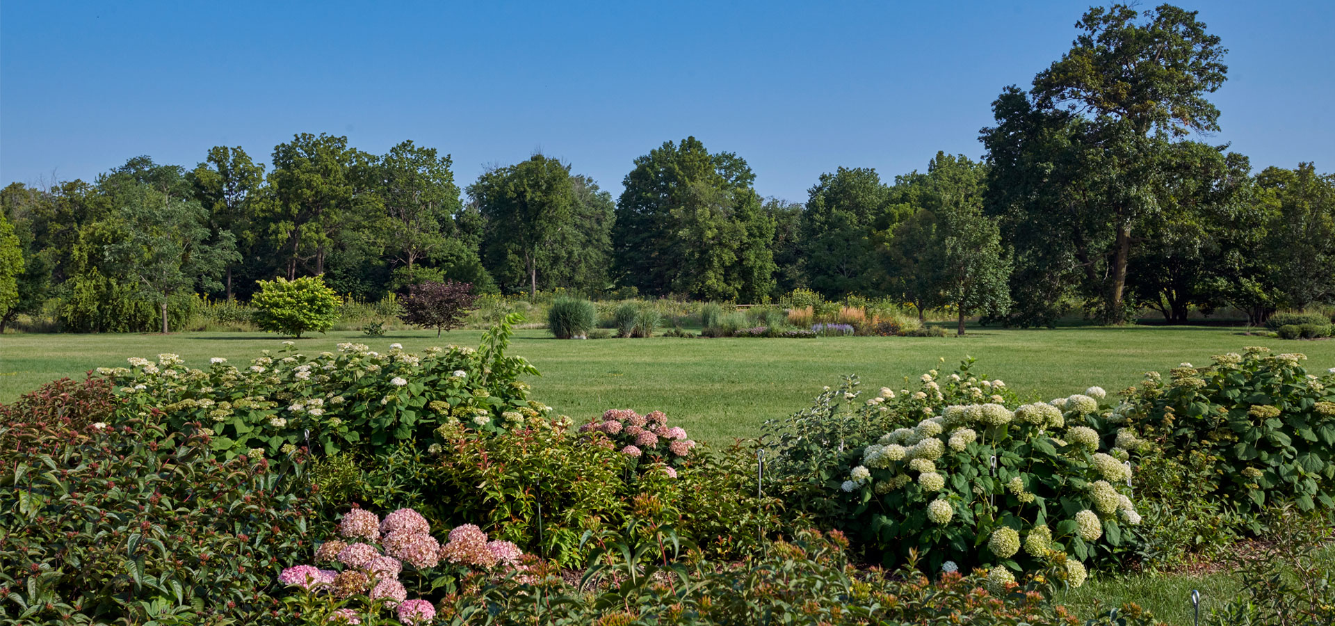 Godshalk meadow in summer with several hydrangeas in bloom