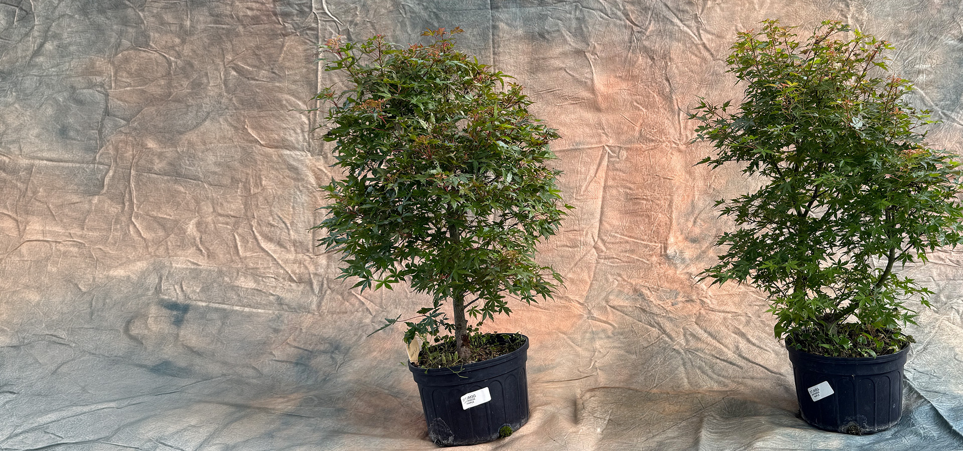 Photograph of two Japanese maple bonsai trees ready to be wired