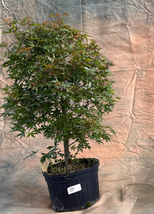 Two Japanese maple bonsai trees ready to be wired