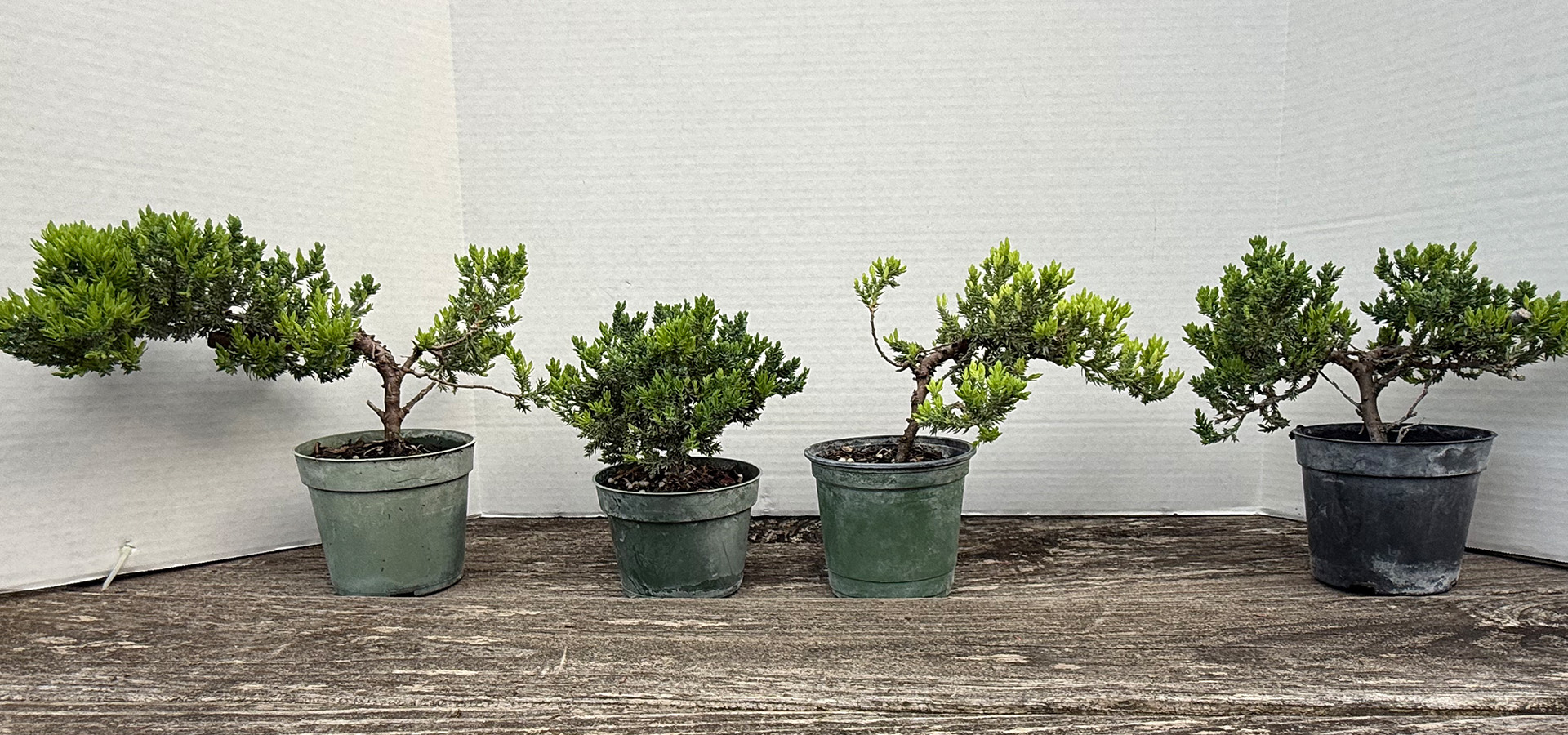 Row of several small bonsai trees