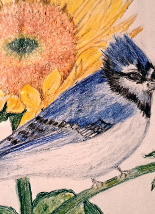 Colored pencil drawing of a blue jay sitting on sunflowers