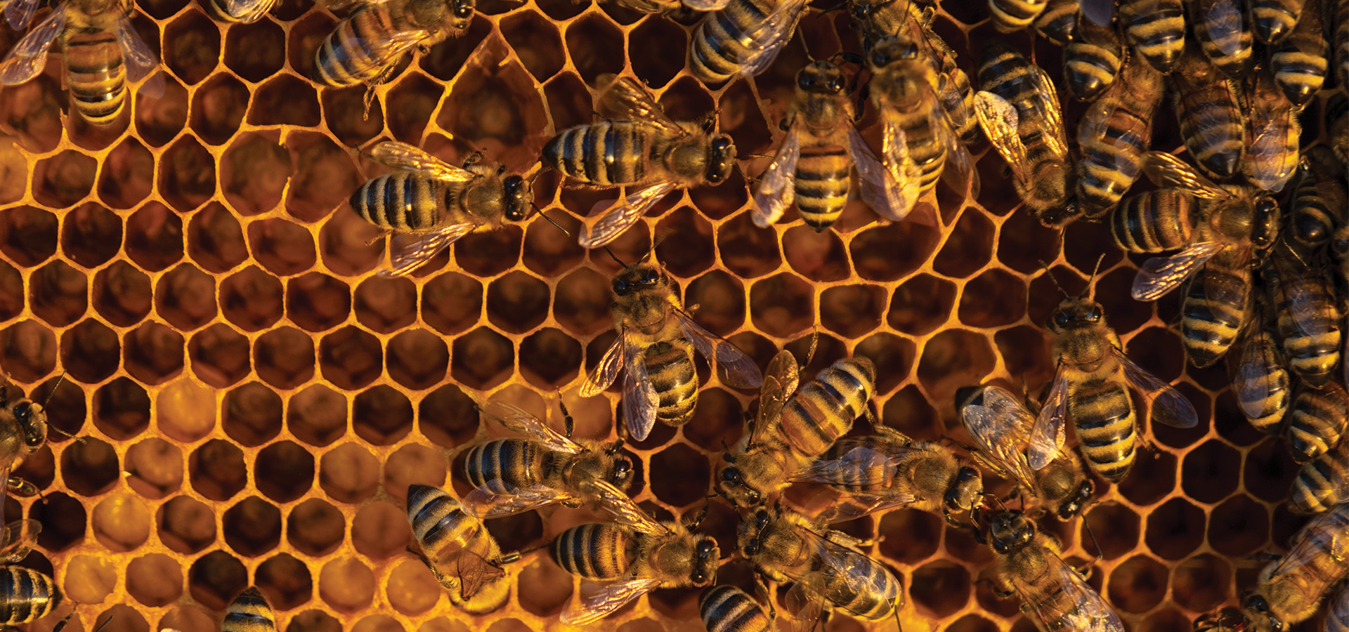 Close-up of bees working in a hive