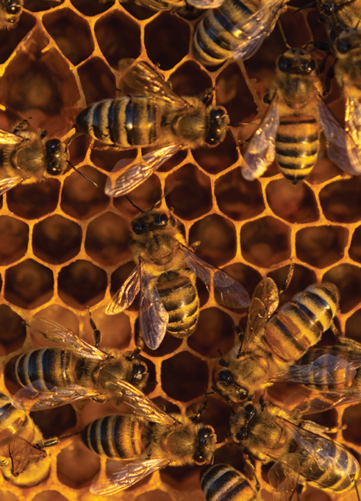 Close-up of bees working in a hive