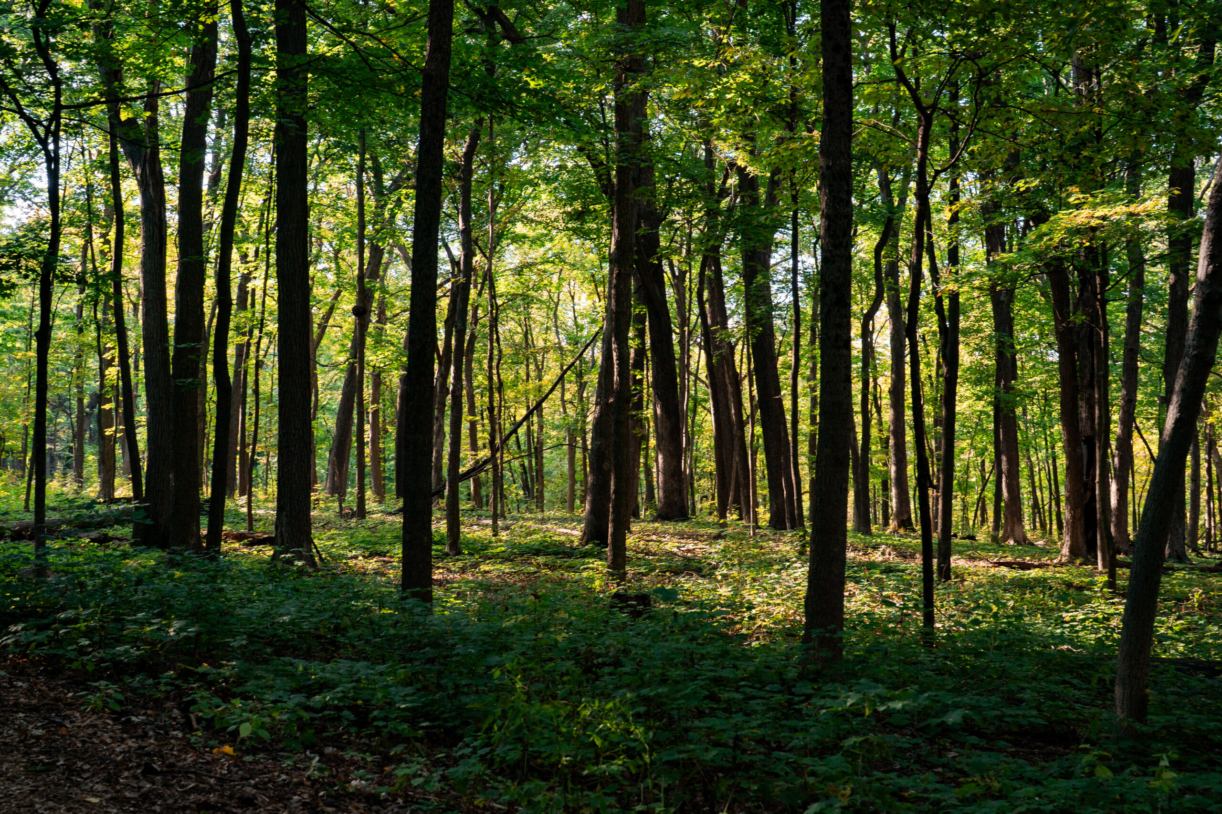 The Morton Arboretum