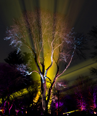 The Morton Arboretum