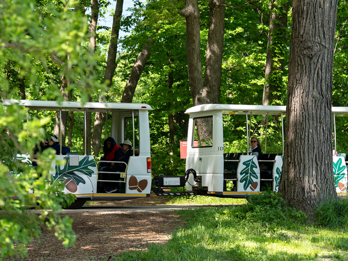The Morton Arboretum