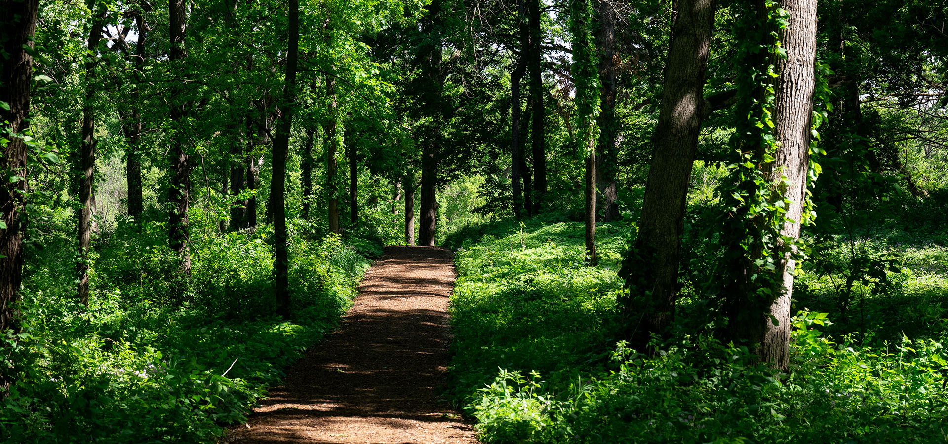 The Morton Arboretum