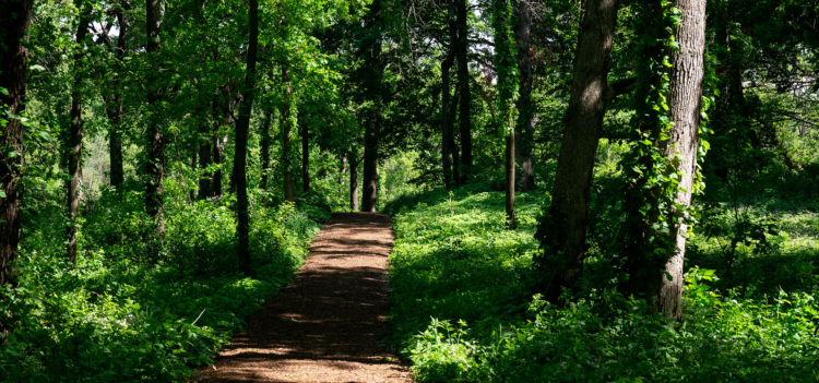 The Morton Arboretum
