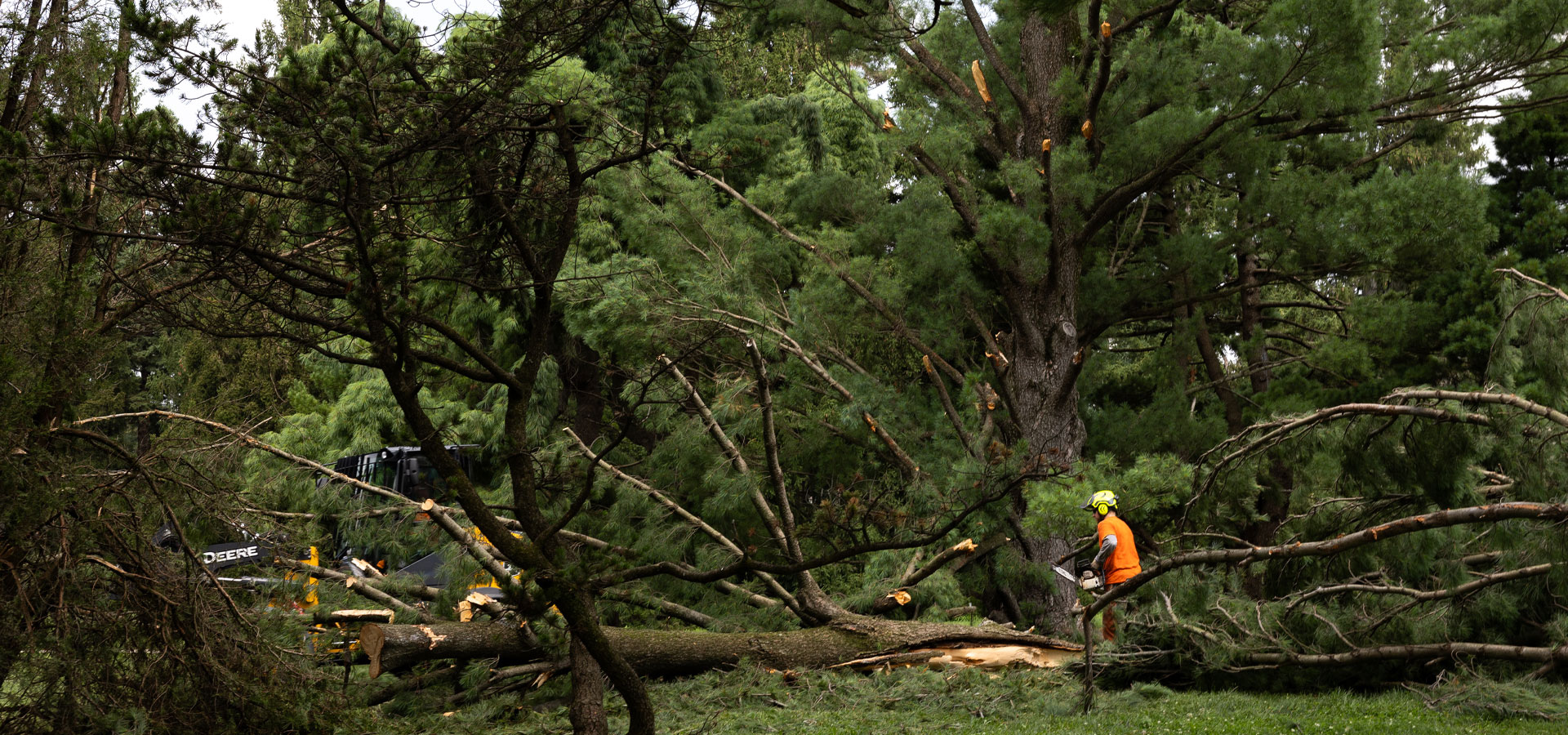 An arborist cuts off branches of a tree damaged from a storm