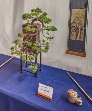 The Morton Arboretum