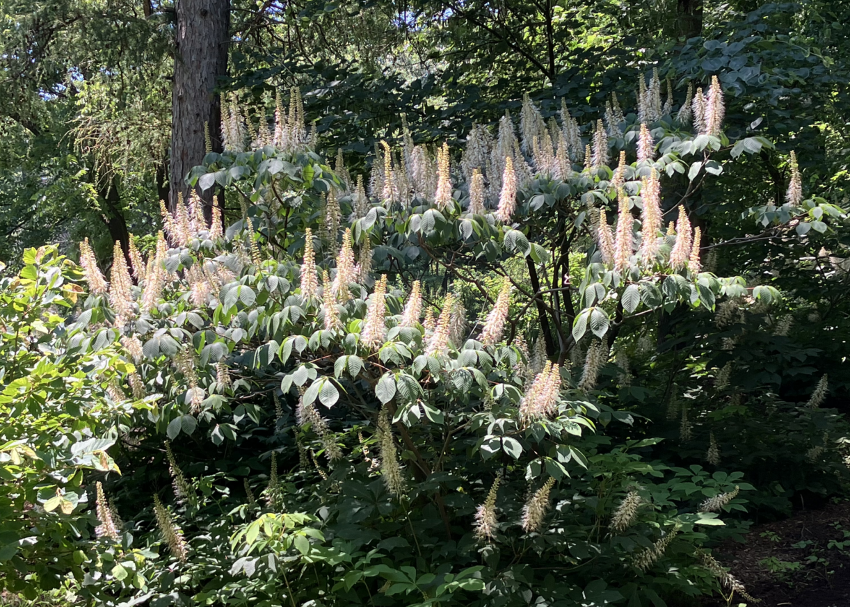 The Morton Arboretum