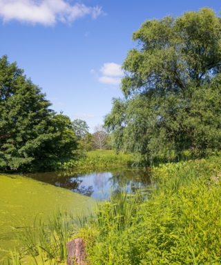 The Morton Arboretum