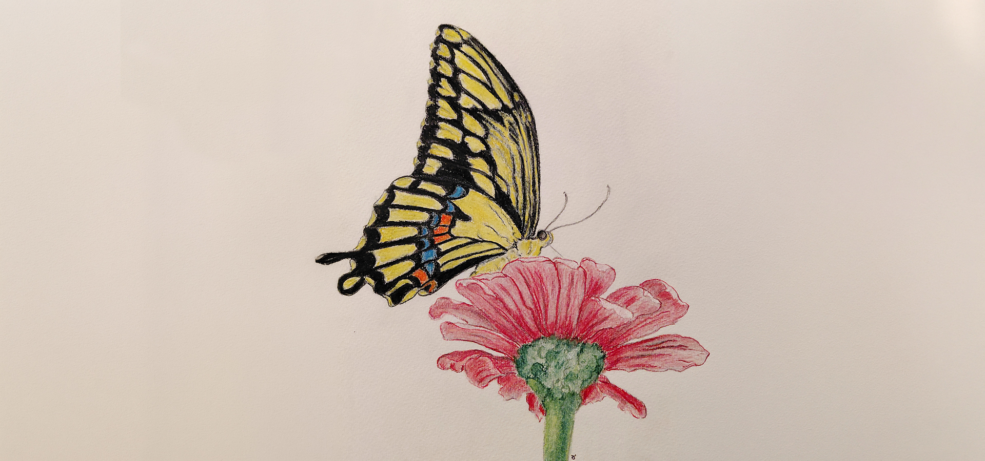 Watercolor painting of a black swallowtail butterfly visiting a flower