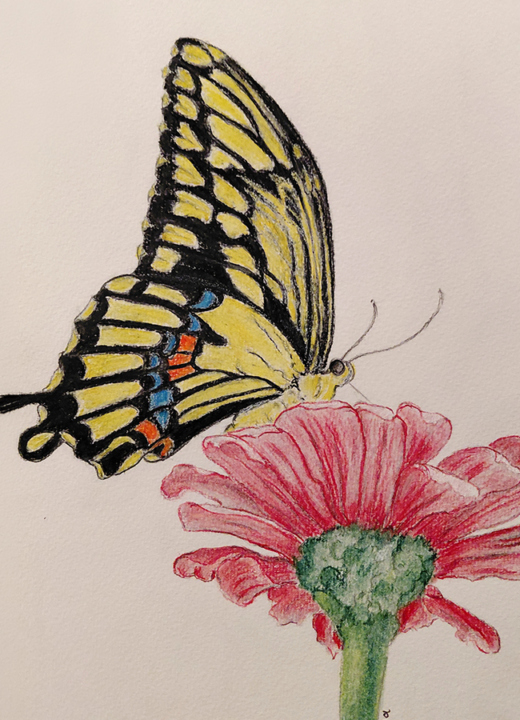 Watercolor painting of a black swallowtail butterfly visiting a flower