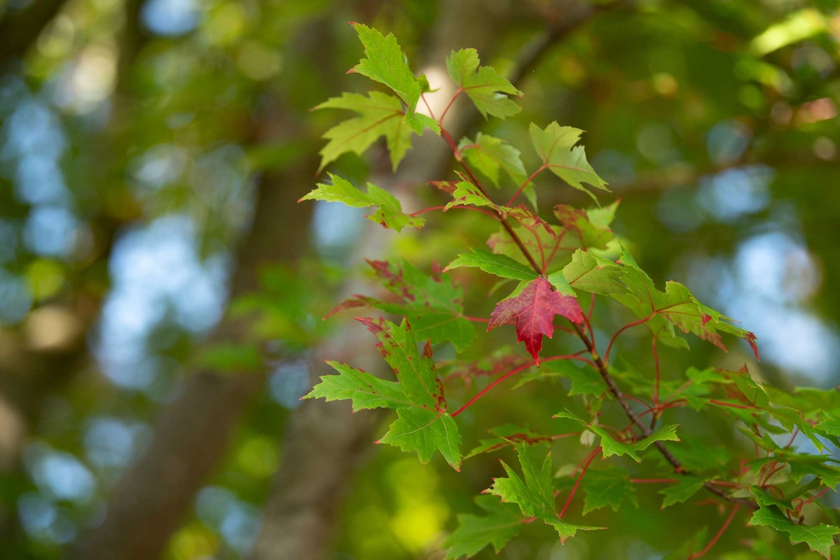 A maple tree shows the first sign of fall as part of its leaf turns red
