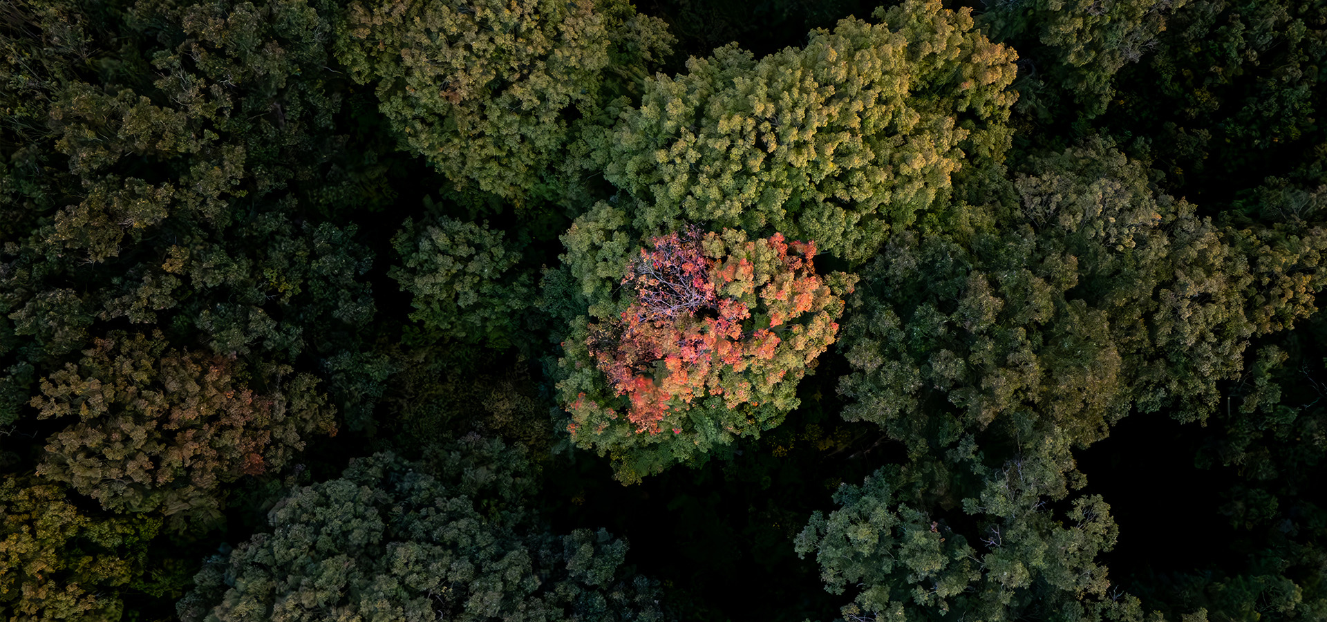 The Morton Arboretum