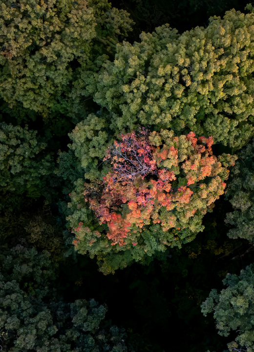The Morton Arboretum