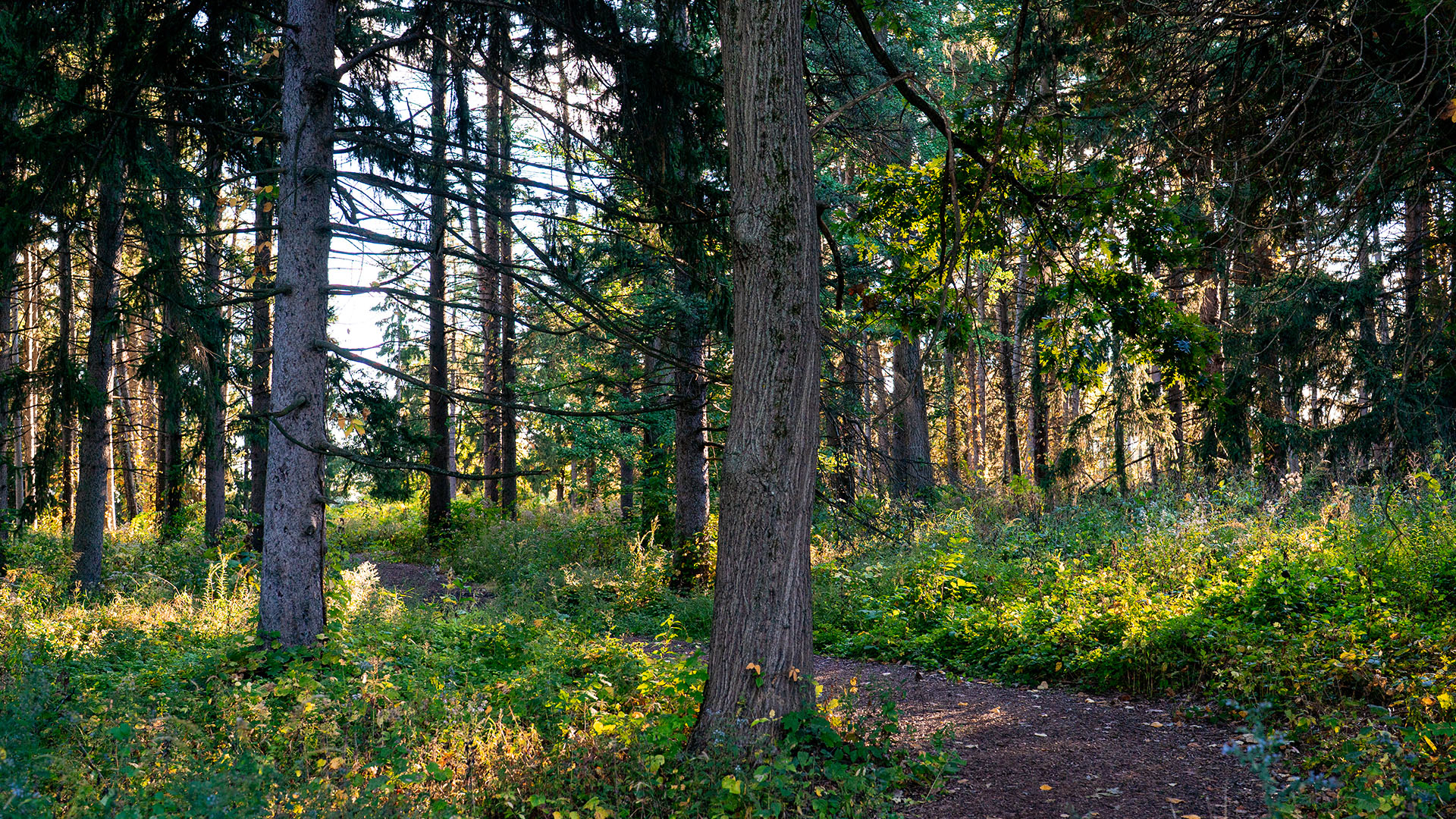 The Morton Arboretum