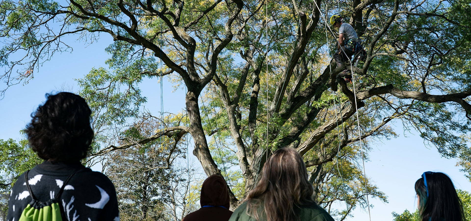 The Morton Arboretum