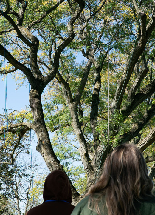 The Morton Arboretum