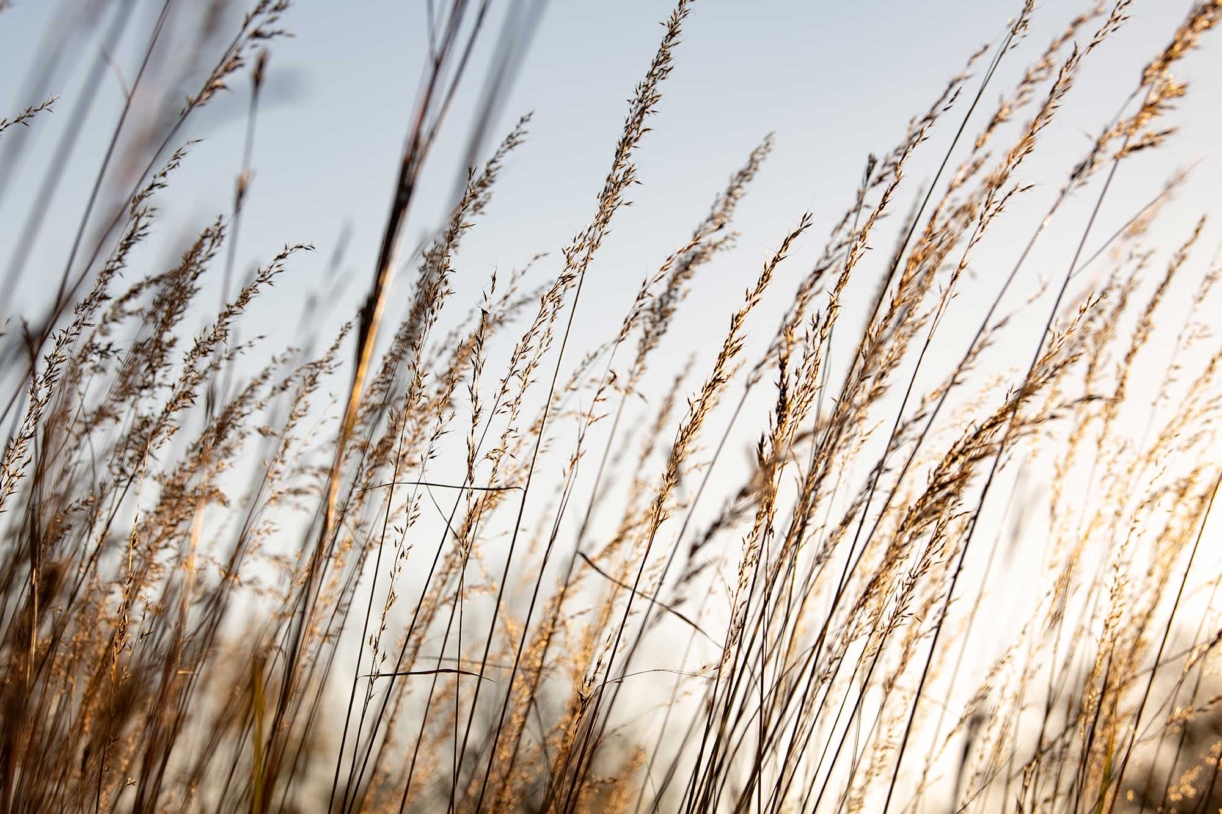 Golden grass blows in the wind at the schulenberg prairie