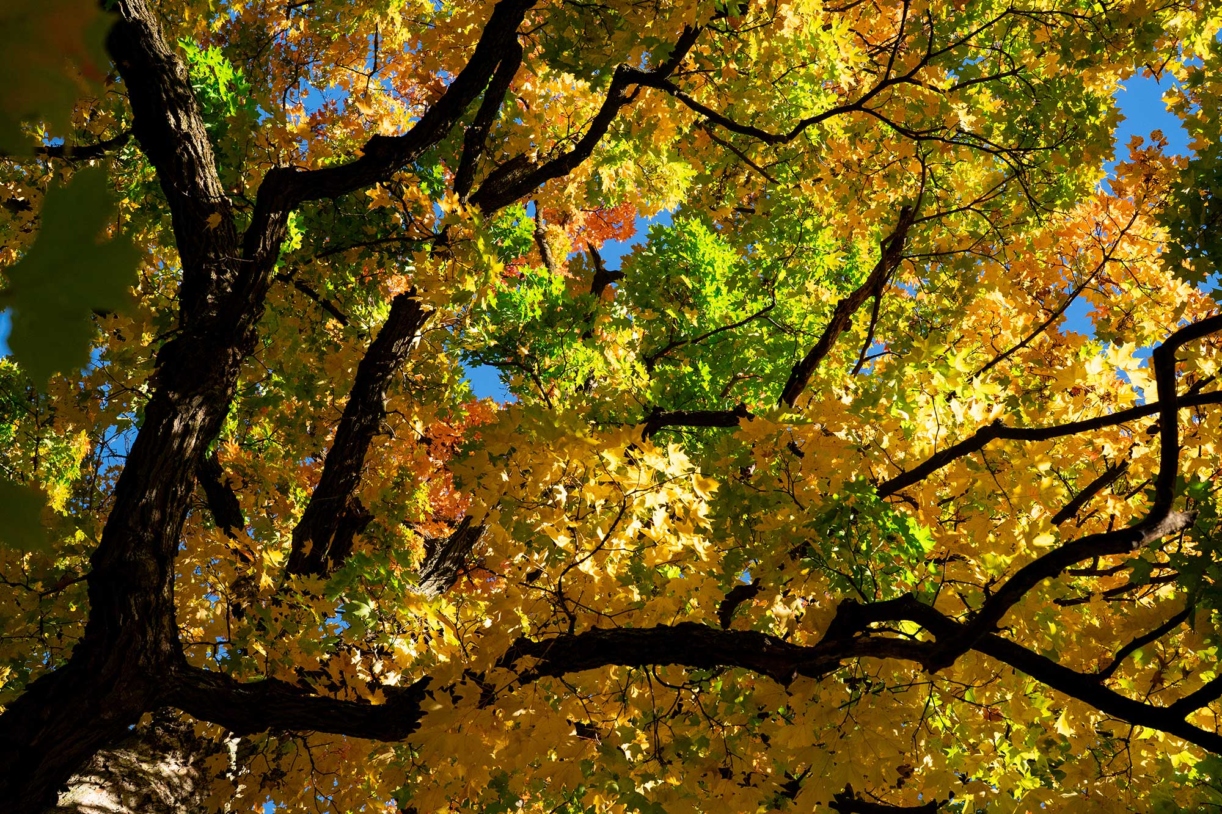 A kaleidoscope of color in the leaves of a fall tree