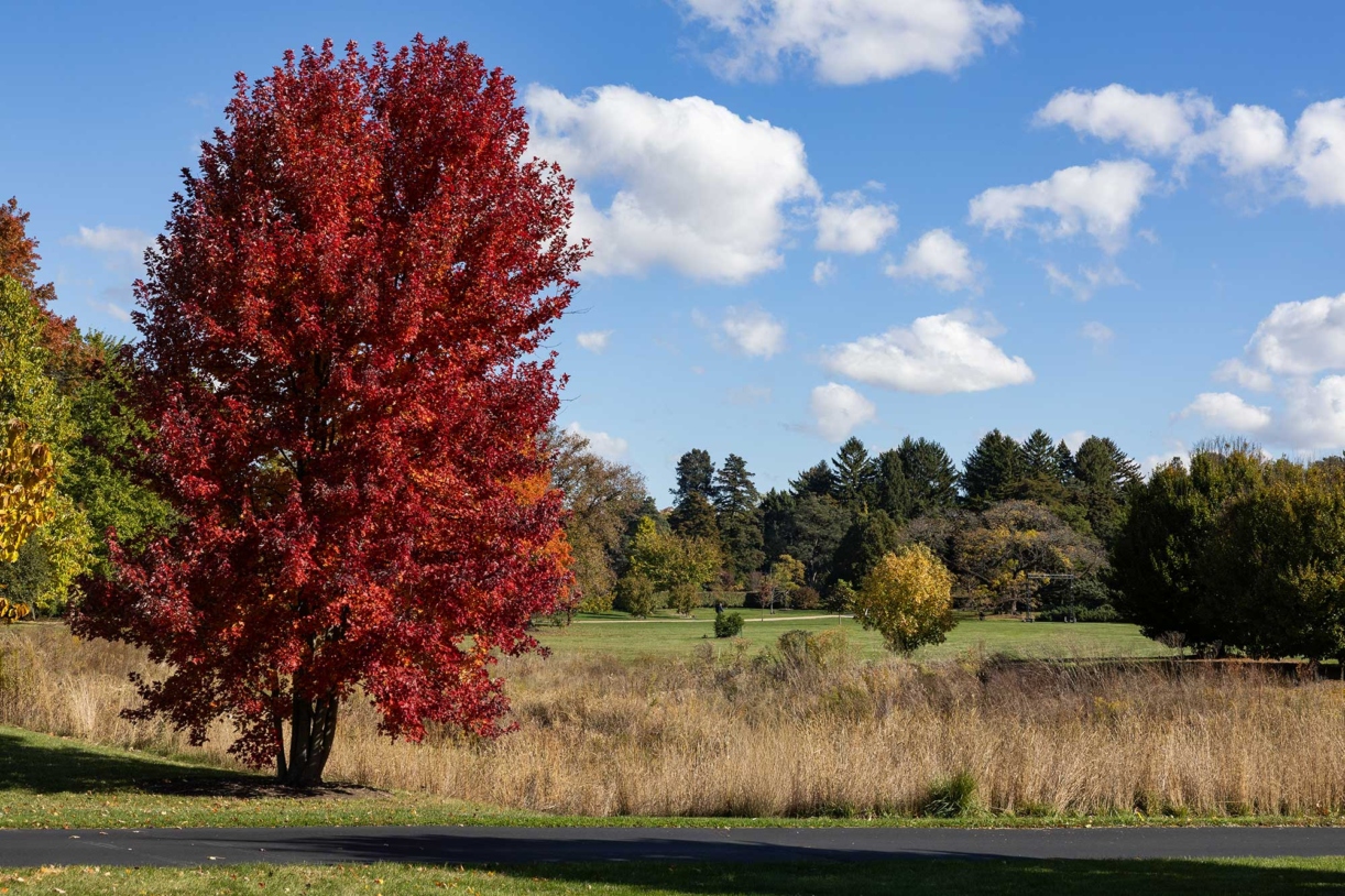 A deep red tree stands out among evergreens