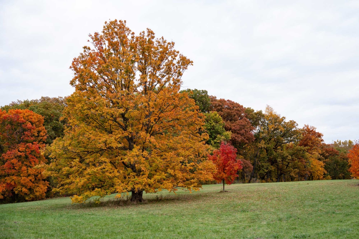 A kaleidoscope of tree colors in fall