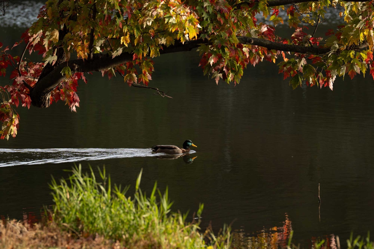 A mallard duck swims in lake marmo during fall color