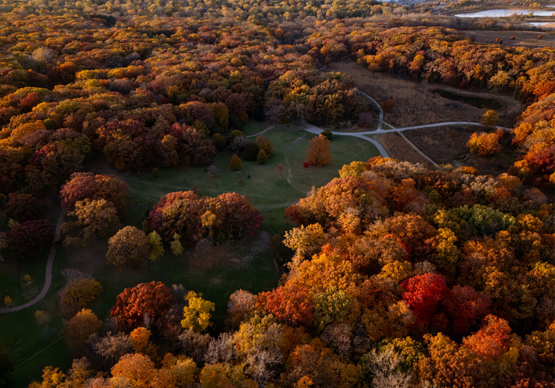 An aerial view over the golden colors of fall tree canopies