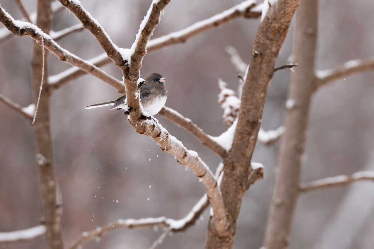 A bird sits on a branch with snow on it