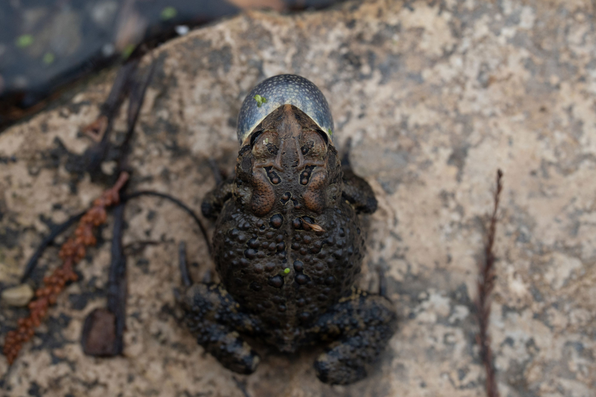 An overhead view of a frog making noise
