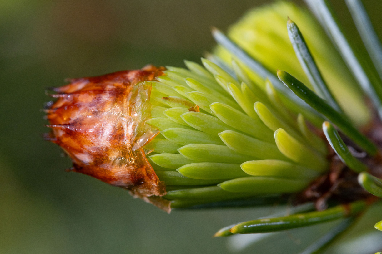 A close up view of a pin cone forming