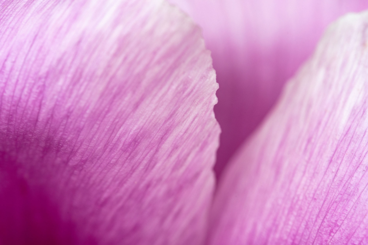 A close up view of a pink peony flower petal
