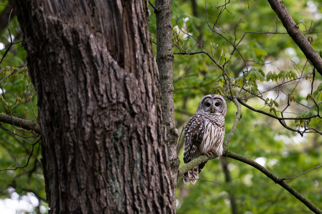 A barred owl sits on a branch