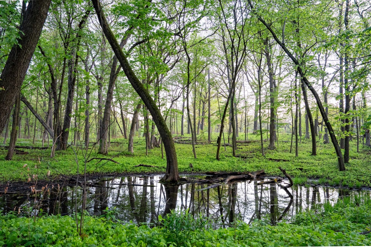 A vernal pond in the woods
