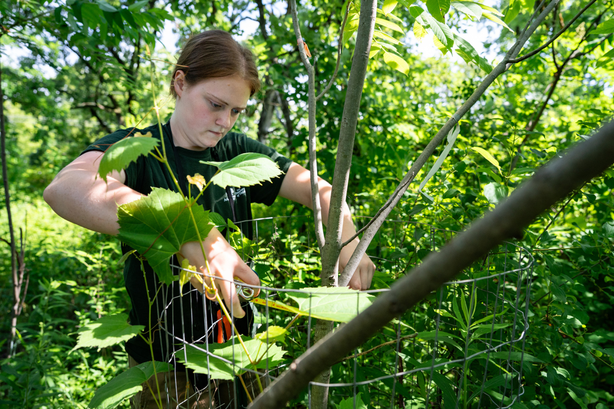 A researcher measures the leaves and stem of a butternut tree