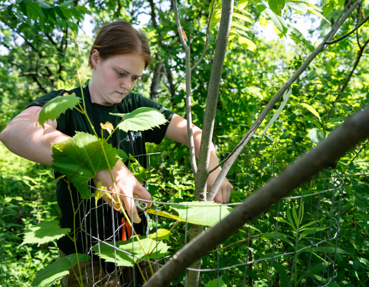 A researcher measures the leaves and stem of a butternut tree