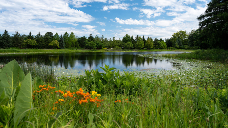 Flowering plants surround Meadow Lake on a beautiful summer day