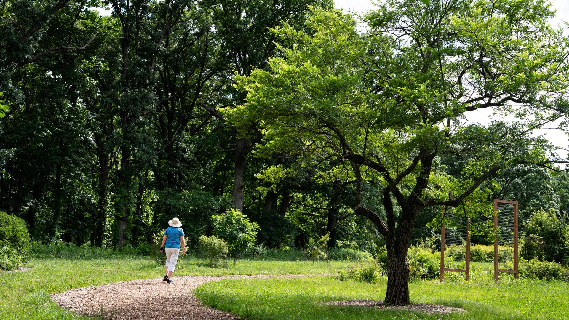 A woman walks on a chipped trail around towering trees