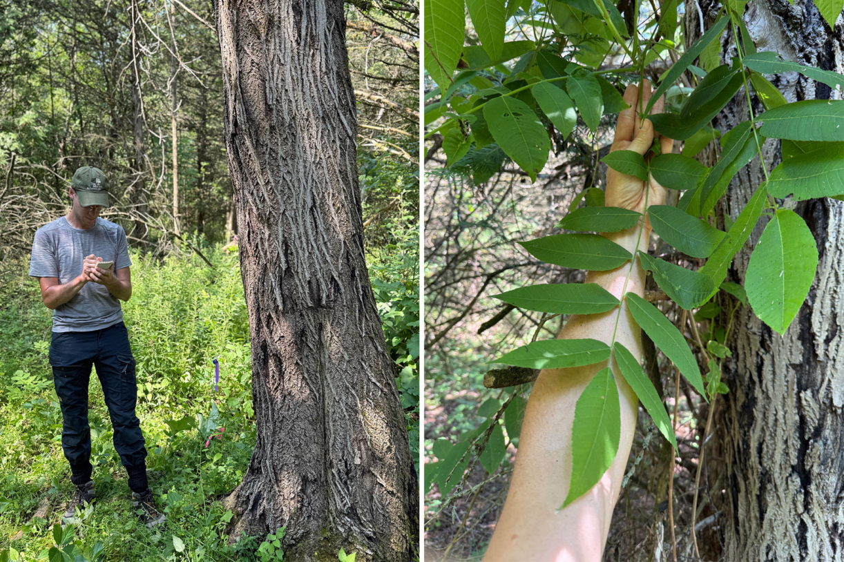 Two images featuring a scientist writing notes and a close up of an arm holding leaves of a butternut tree