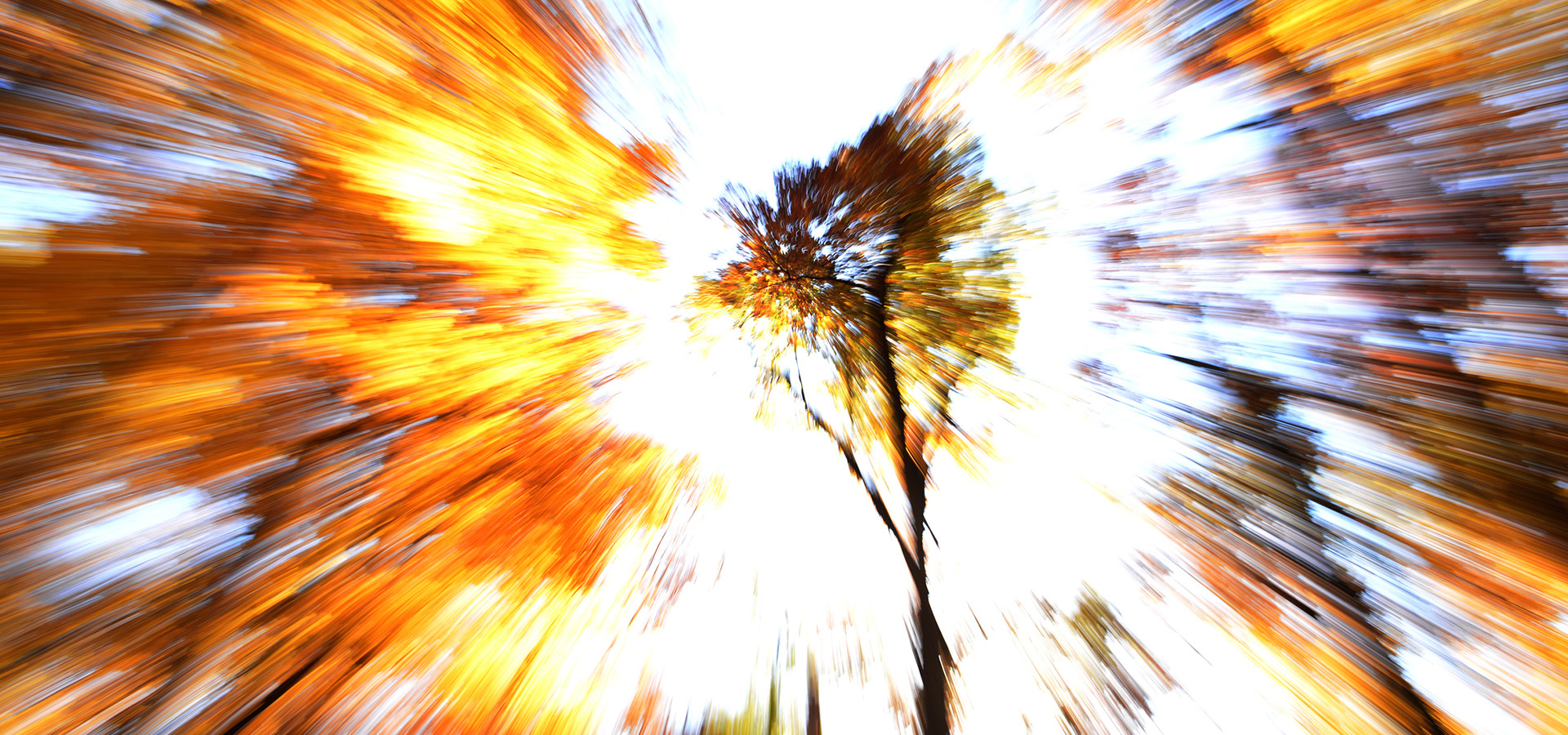 The Morton Arboretum