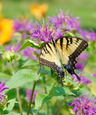 The Morton Arboretum