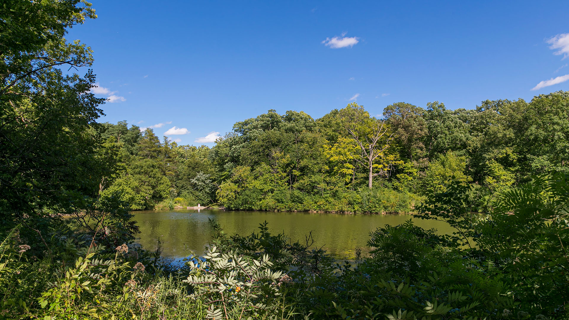 The Morton Arboretum