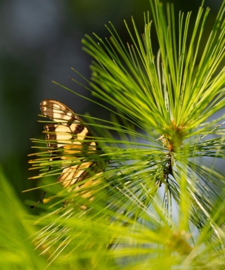 The Morton Arboretum