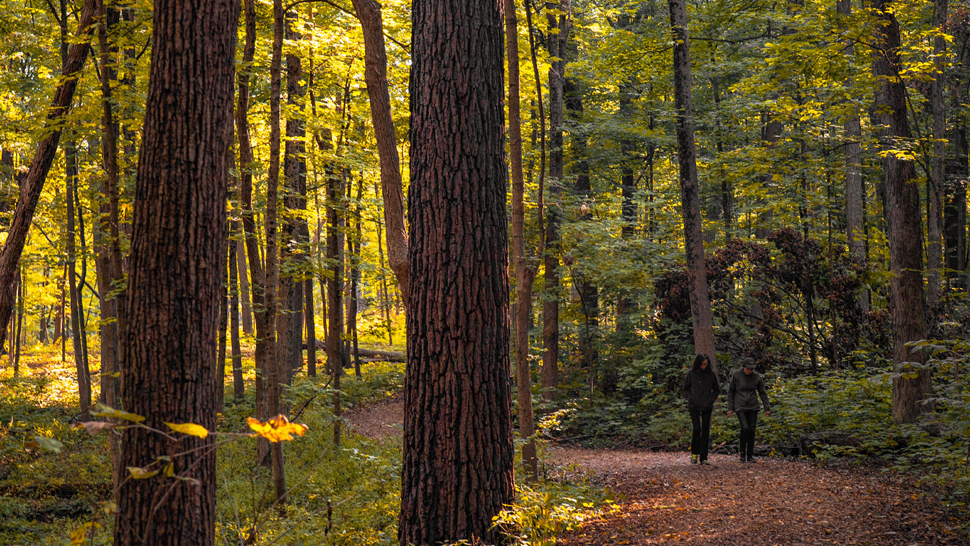 The Morton Arboretum